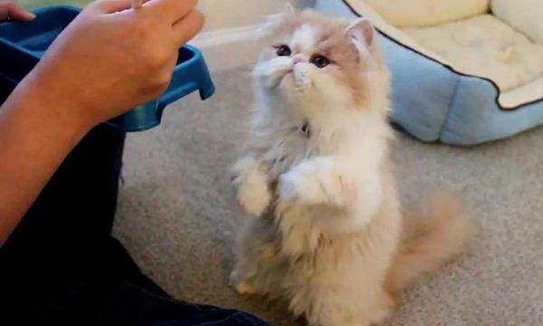 Training-Techniques-for-Persian-Cats