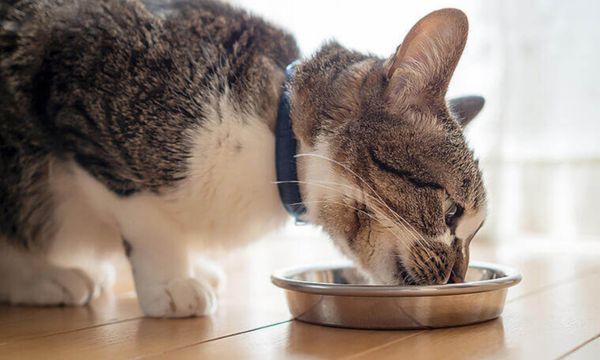 Cat Dental Health and Diet