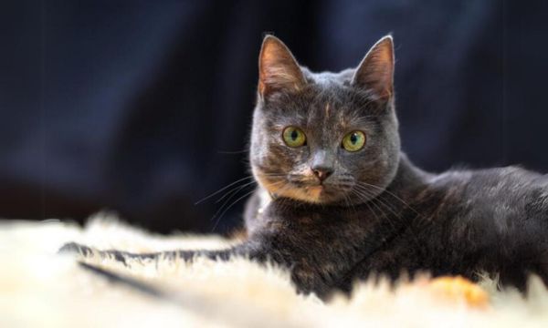 Exploring Allergies and Dietary Restrictions for a Healthier Lifestyle of Your Cats