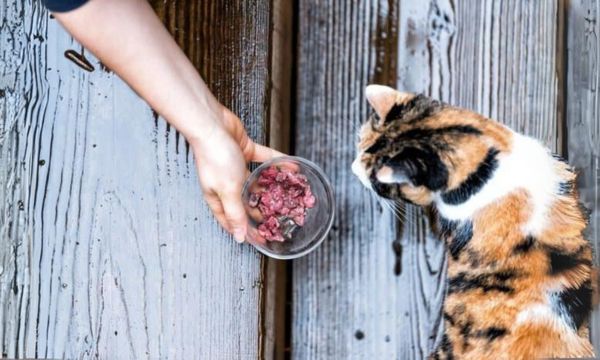 Home Cooked vs. Commercial Cat Food