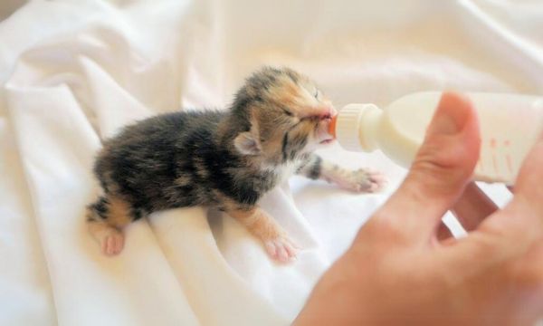 Kitten Feeding Guide